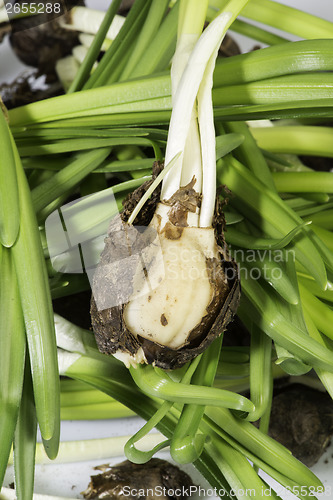 Image of Flower Bulbs
