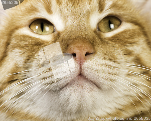 Image of Orange cat close up eyes