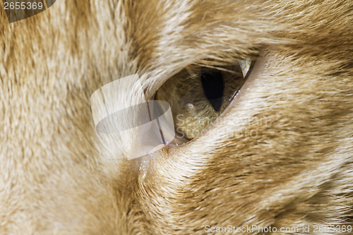 Image of Orange cat close up eyes