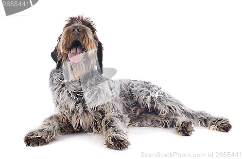 Image of Wire haired Pointing Griffon
