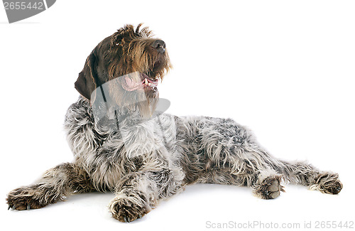 Image of Wirehaired Pointing Griffon