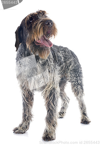 Image of Wirehaired Pointing Griffon