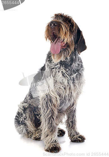 Image of Wirehaired Pointing Griffon