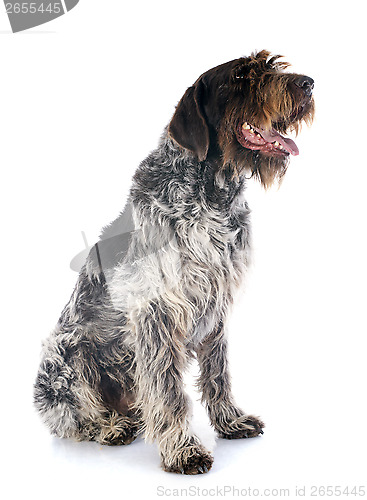 Image of Wirehaired Pointing Griffon