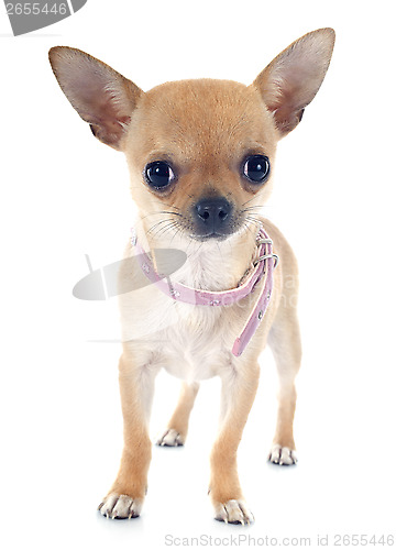 Image of puppy chihuahua