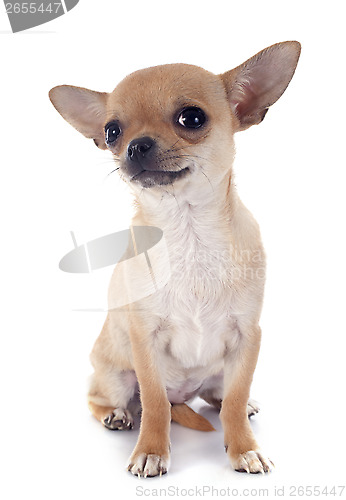 Image of puppy chihuahua