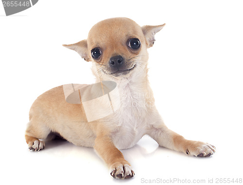 Image of puppy chihuahua