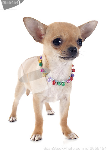 Image of puppy chihuahua