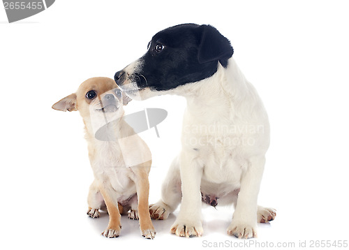 Image of two puppies