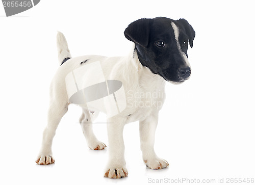 Image of puppy jack russel terrier