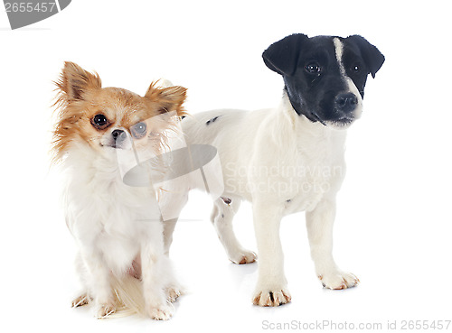 Image of two puppies