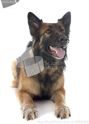 Image of german shepherd