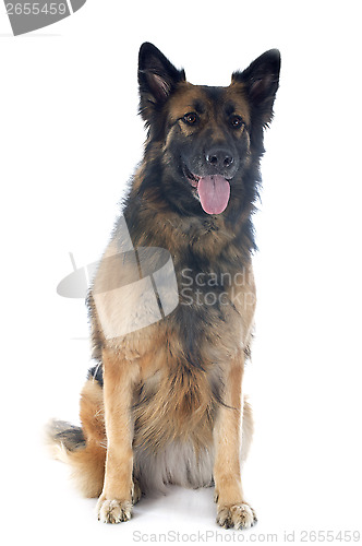 Image of german shepherd