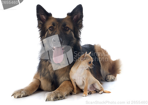 Image of  and german shepherd