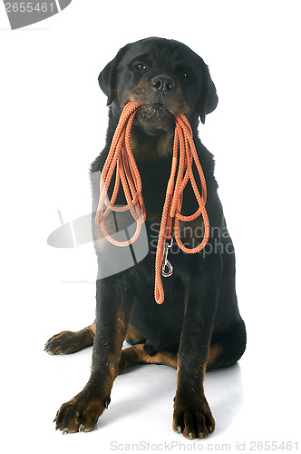 Image of rottweiler and leash