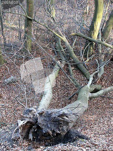 Image of uprooted tree