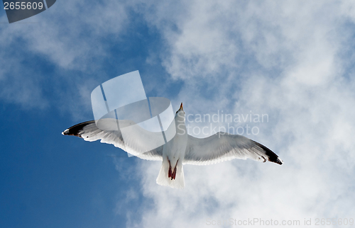 Image of flying seagull