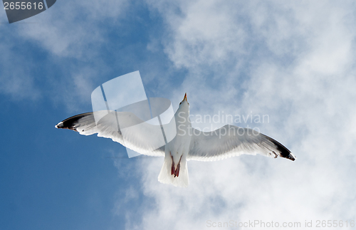 Image of flying seagull