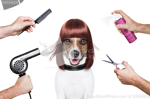 Image of hairdresser dog 