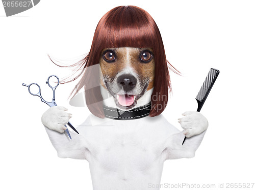 Image of hairdresser dog 