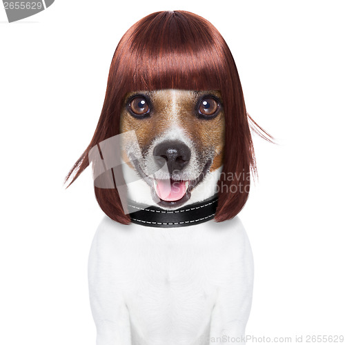 Image of hairdresser dog 