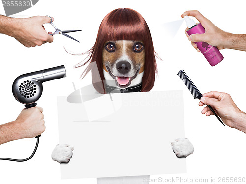 Image of hairdresser dog 