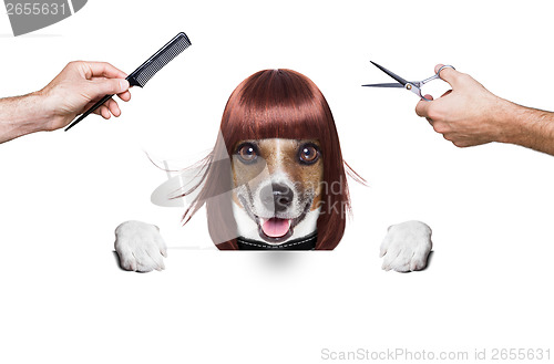 Image of hairdresser dog 