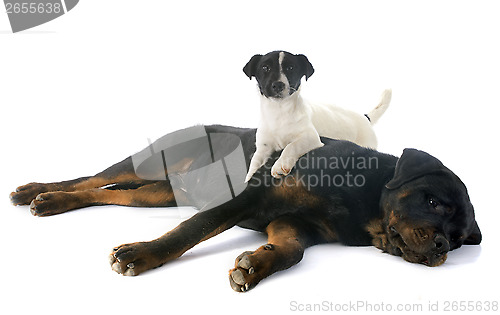 Image of rottweiler and jack russel terrier