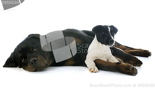 Image of rottweiler and jack russel terrier