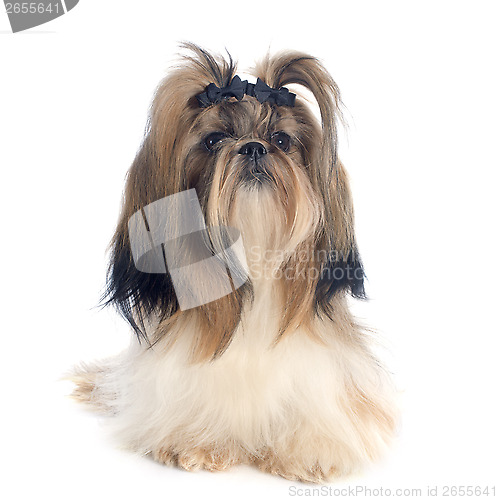 Image of Shih Tzu