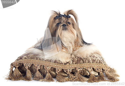 Image of Shih Tzu