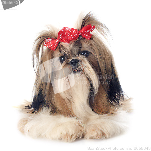 Image of Shih Tzu