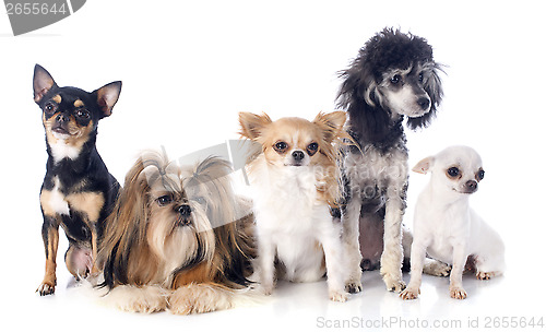 Image of five little dogs