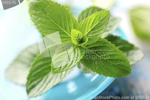 Image of fresh mint