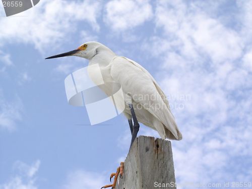 Image of sea-gull on the stick