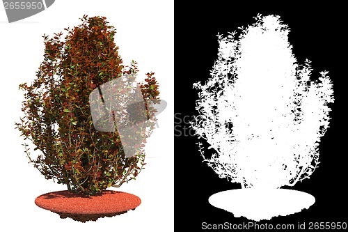 Image of Isolated Red Bush with Detail Raster Mask.