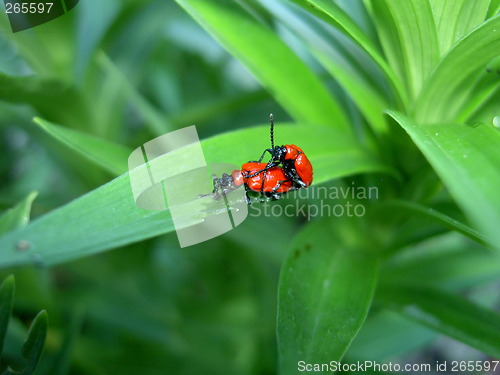 Image of Mating