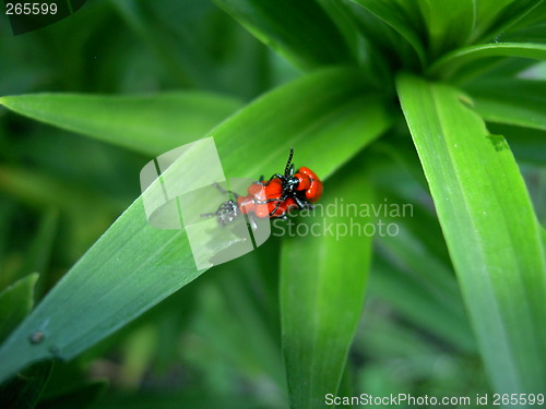 Image of Mating