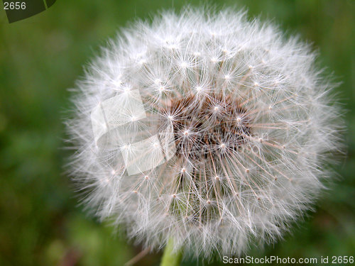 Image of dandelion