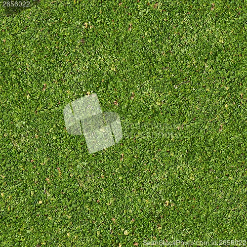 Image of Green Grass. Seamless Tileable Texture.