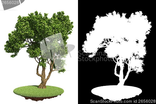 Image of Green Tree Isolated on White Background.