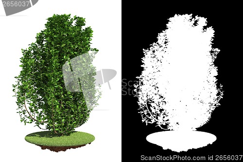Image of Isolated Green Bush with Detail Raster Mask.
