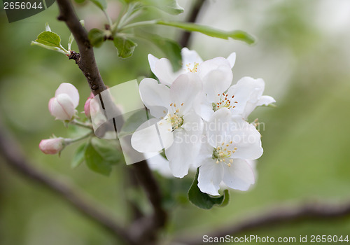 Image of Spring apple tree blossom flower