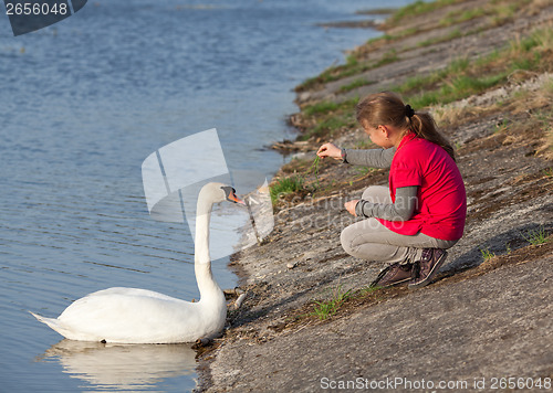 Image of Little girl feeding swan