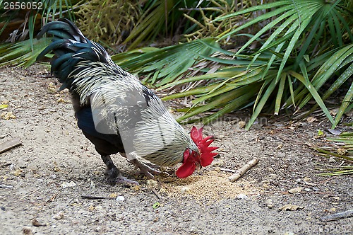 Image of black and white maran rooster eating