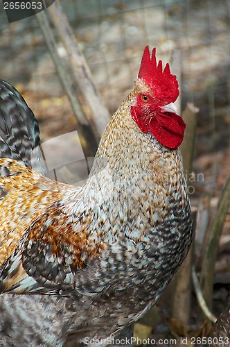 Image of colorful mottled maran rooster chicken