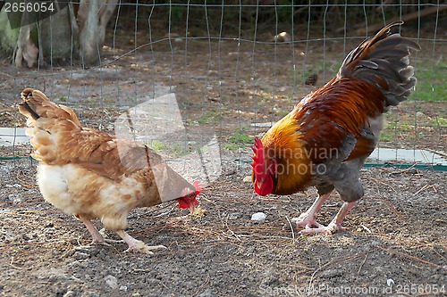 Image of golden headed maran rooster and hen eating