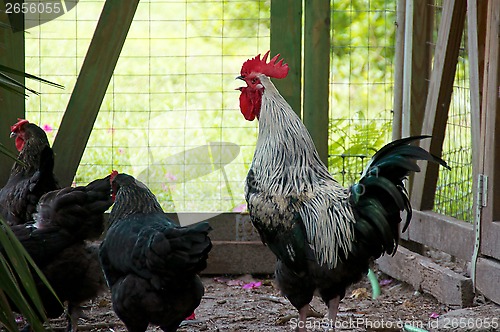 Image of large crowing black and white white maran rooster