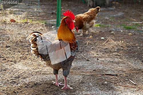 Image of portrait of colorful golden maran rooster