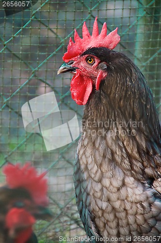 Image of portrait of grey maran rooster